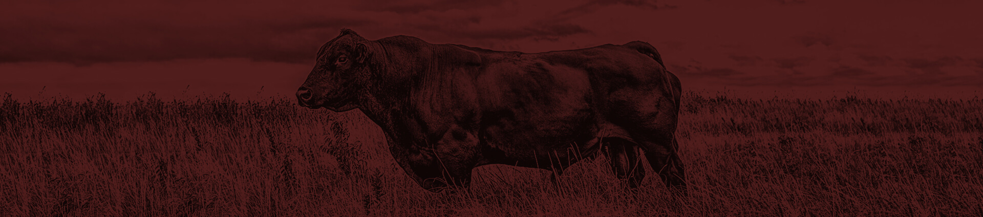 Full profile of a bull