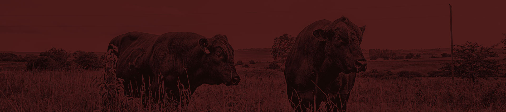 Two SimAngus bulls in a field