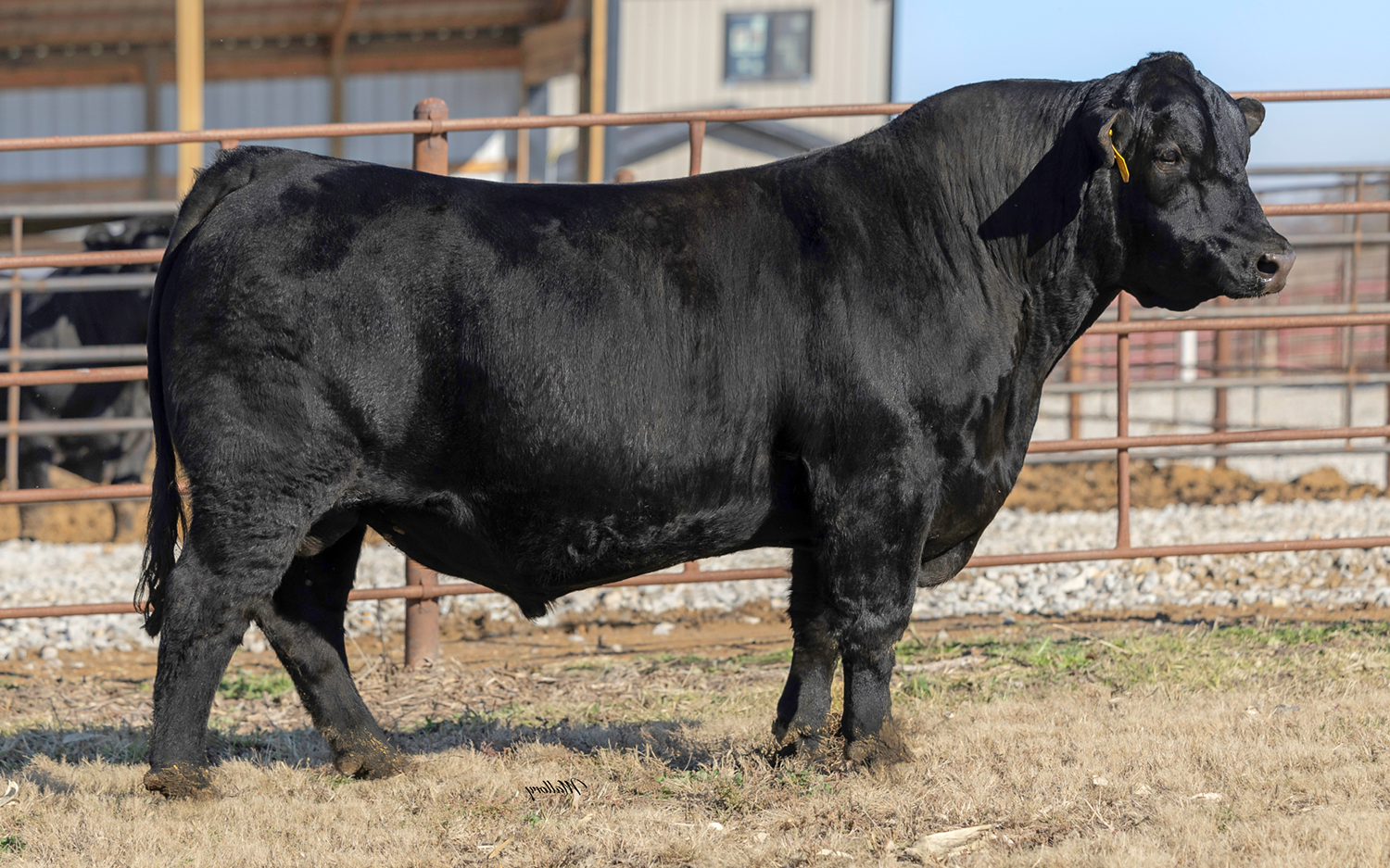 TERS Kodiak 206K - Simmental Semen For Sale