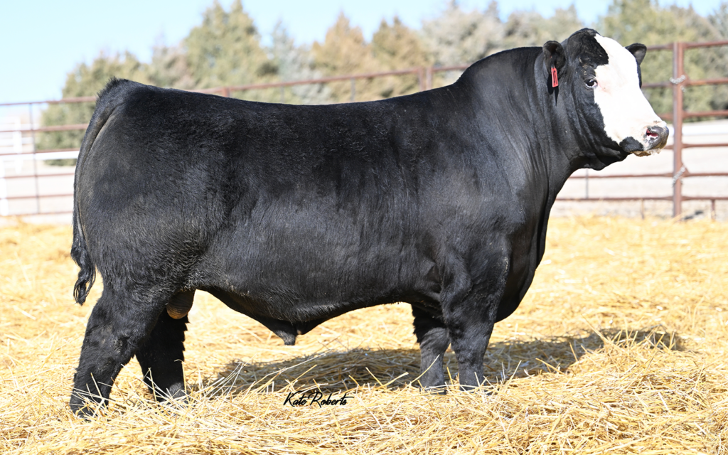 TJ North 528L
