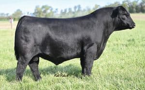 RFS Northern Exposure N14