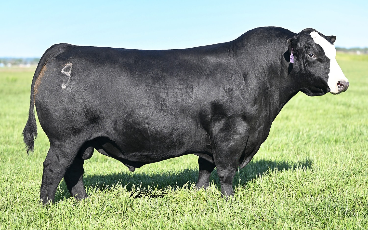 TJ North 528L