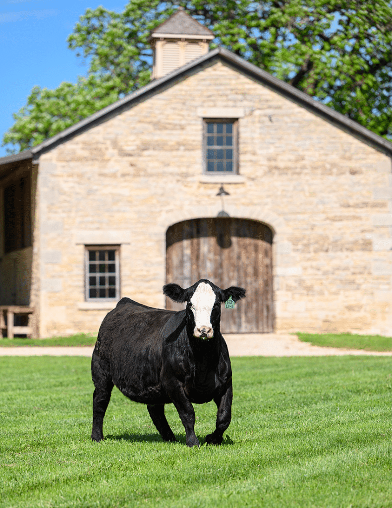 River Creek Farms - 2025 Fall Sale