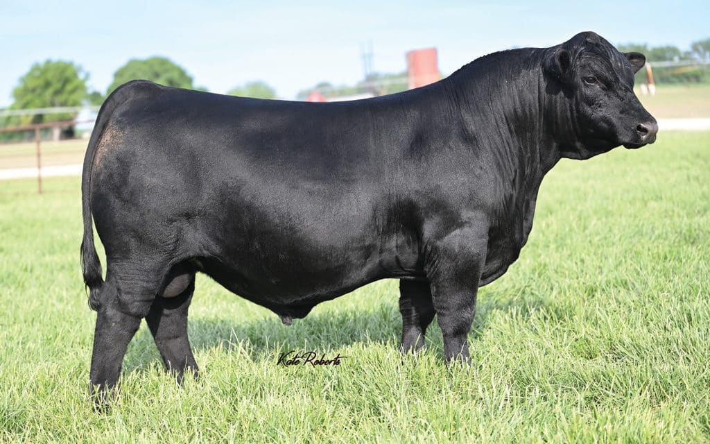 KBHR Crucible N131