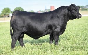 KBHR Crucible N131